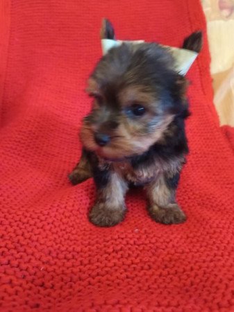 Yorkshire terrier