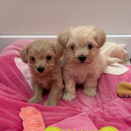 Maltipoo