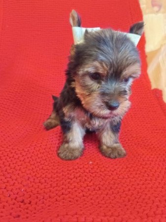 Yorkshire terrier