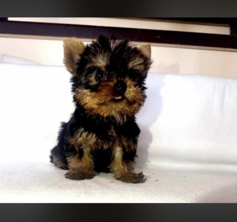 Yorkshire Terrier