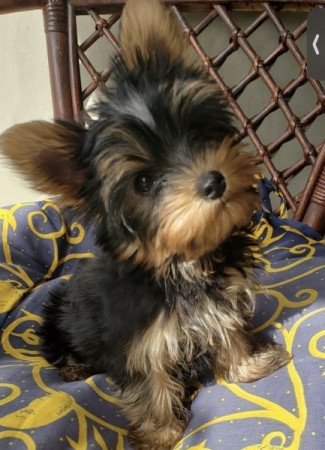 Extra mini Yorkshire Terrier kiskutyák eladók!
