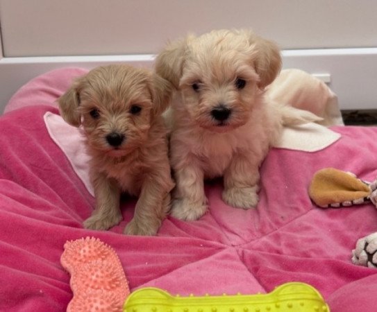 Maltipoo
