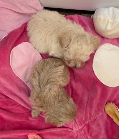 Maltipoo