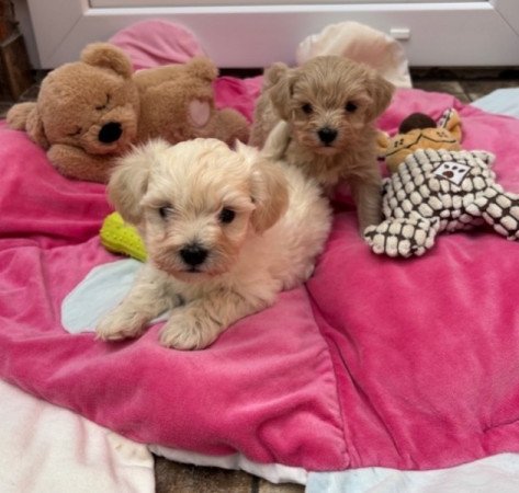 Maltipoo