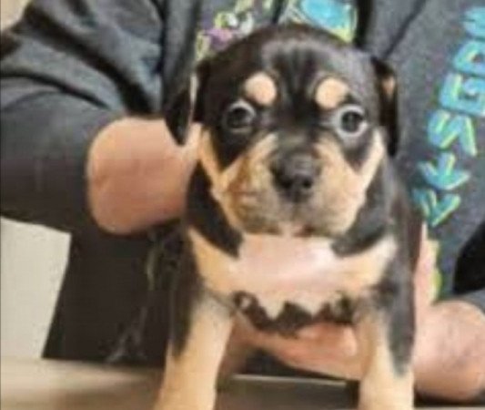 Staffordshire terrier