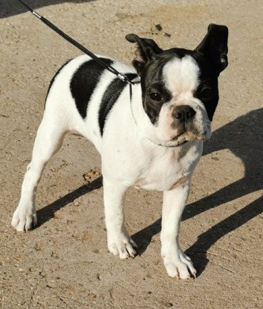 Boston terrier