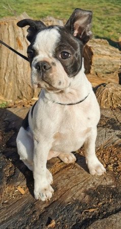Boston terrier