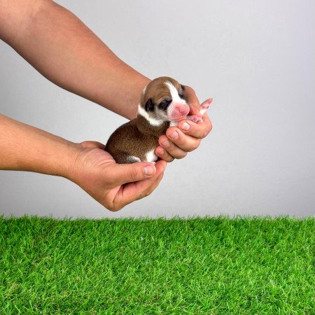 Törzskönyves Pembroke Welsh Corgi kiskutya