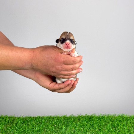 Törzskönyves Pembroke Welsh Corgi kiskutya