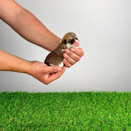 Törzskönyves Pembroke Welsh Corgi kiskutya