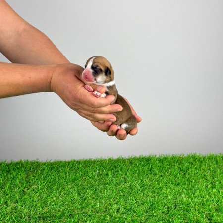 Törzskönyves Pembroke Welsh Corgi kiskutya