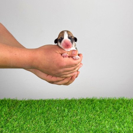 Törzskönyves Pembroke Welsh Corgi kiskutya