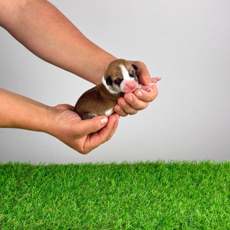 Törzskönyves Pembroke Welsh Corgi kiskutya