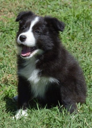 Border Collie