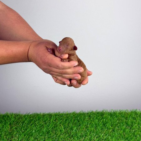 Törzskönyves Törpe uszkár kiskutya