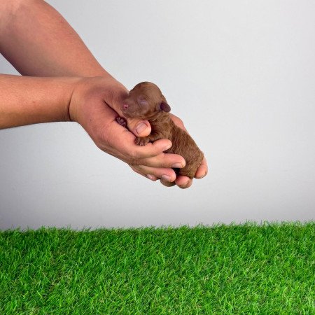 Törzskönyves Törpe uszkár kiskutya