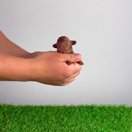 Törzskönyves Törpe uszkár kiskutya