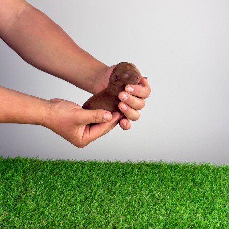 Törzskönyves Törpe uszkár kiskutya