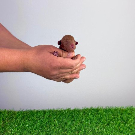 Törzskönyves Törpe uszkár kiskutya