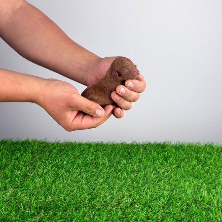 Törzskönyves Törpe uszkár kiskutya