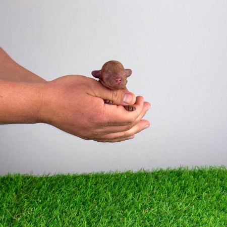 Törzskönyves Törpe uszkár kiskutya