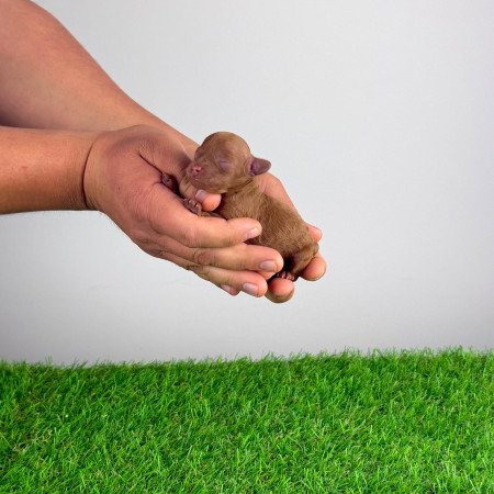 Törzskönyves Törpe uszkár kiskutya