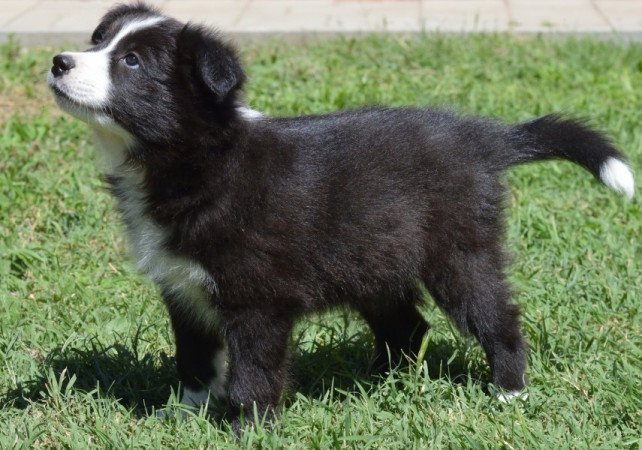 Border Collie