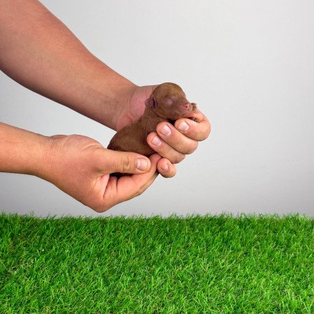 Törzskönyves Törpe uszkár kiskutya