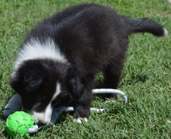 Border Collie