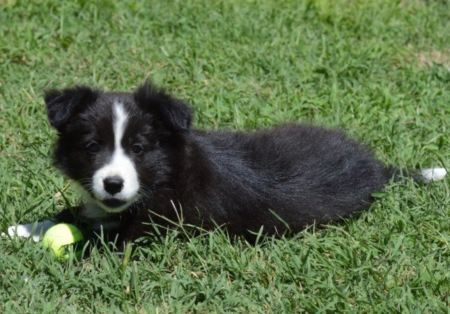 Border Collie