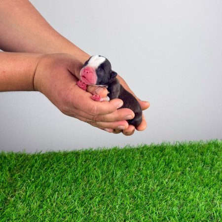 Törzskönyves Boston terrier kiskutya