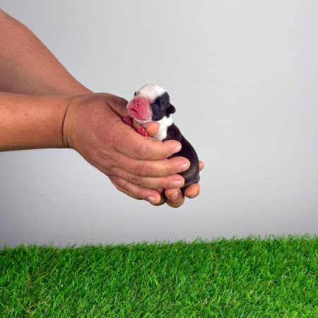 Törzskönyves Boston terrier kiskutya