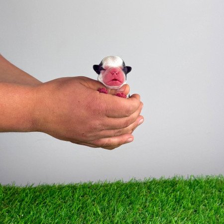 Törzskönyves Boston terrier kiskutya