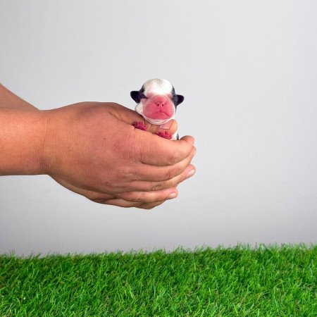 Törzskönyves Boston terrier kiskutya