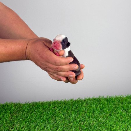 Törzskönyves Boston terrier kiskutya