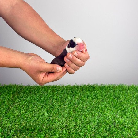 Törzskönyves Boston terrier kiskutya