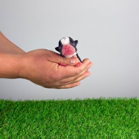 Törzskönyves Boston terrier kiskutya