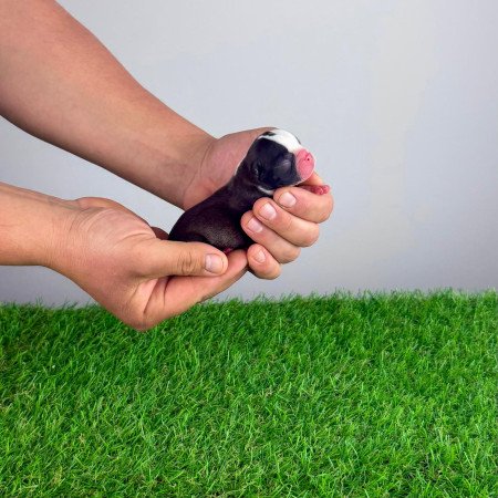 Törzskönyves Boston terrier kiskutya