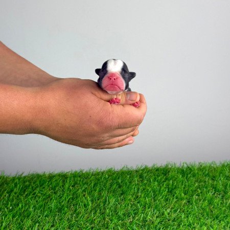 Törzskönyves Boston terrier kiskutya