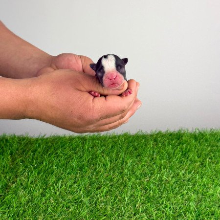 Törzskönyves Boston terrier kiskutya