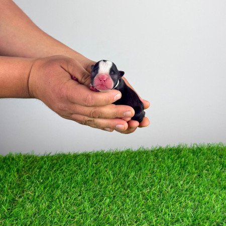 Törzskönyves Boston terrier kiskutya