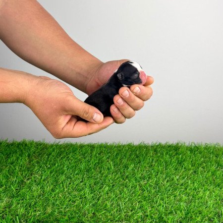 Törzskönyves Boston terrier kiskutya