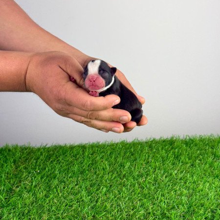 Törzskönyves Boston terrier kiskutya