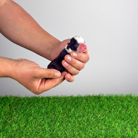 Törzskönyves Boston terrier kiskutya