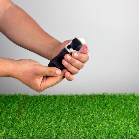 Törzskönyves Boston terrier kiskutya