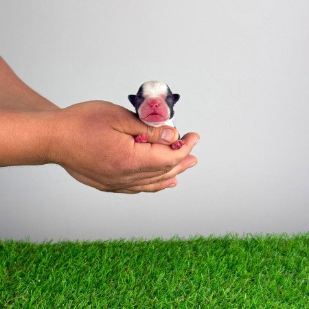 Törzskönyves Boston terrier kiskutya