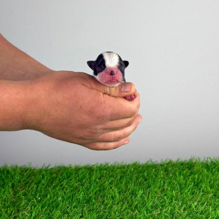 Törzskönyves Boston terrier kiskutya