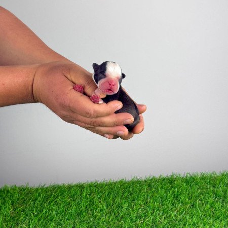 Törzskönyves Boston terrier kiskutya