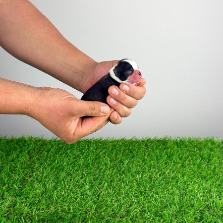 Törzskönyves Boston terrier kiskutya