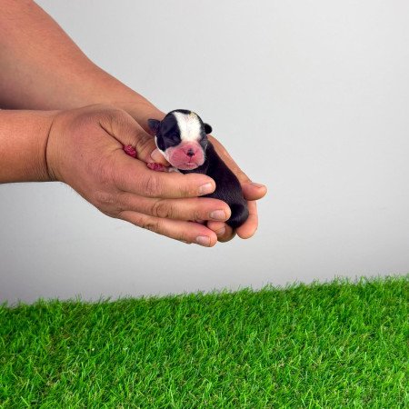 Törzskönyves Boston terrier kiskutya